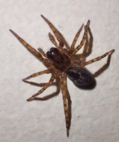 Réf. 231 807 : Amaurobius sp.